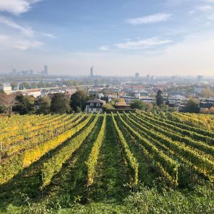 Springtime in a Bottle: The Wines of Austria