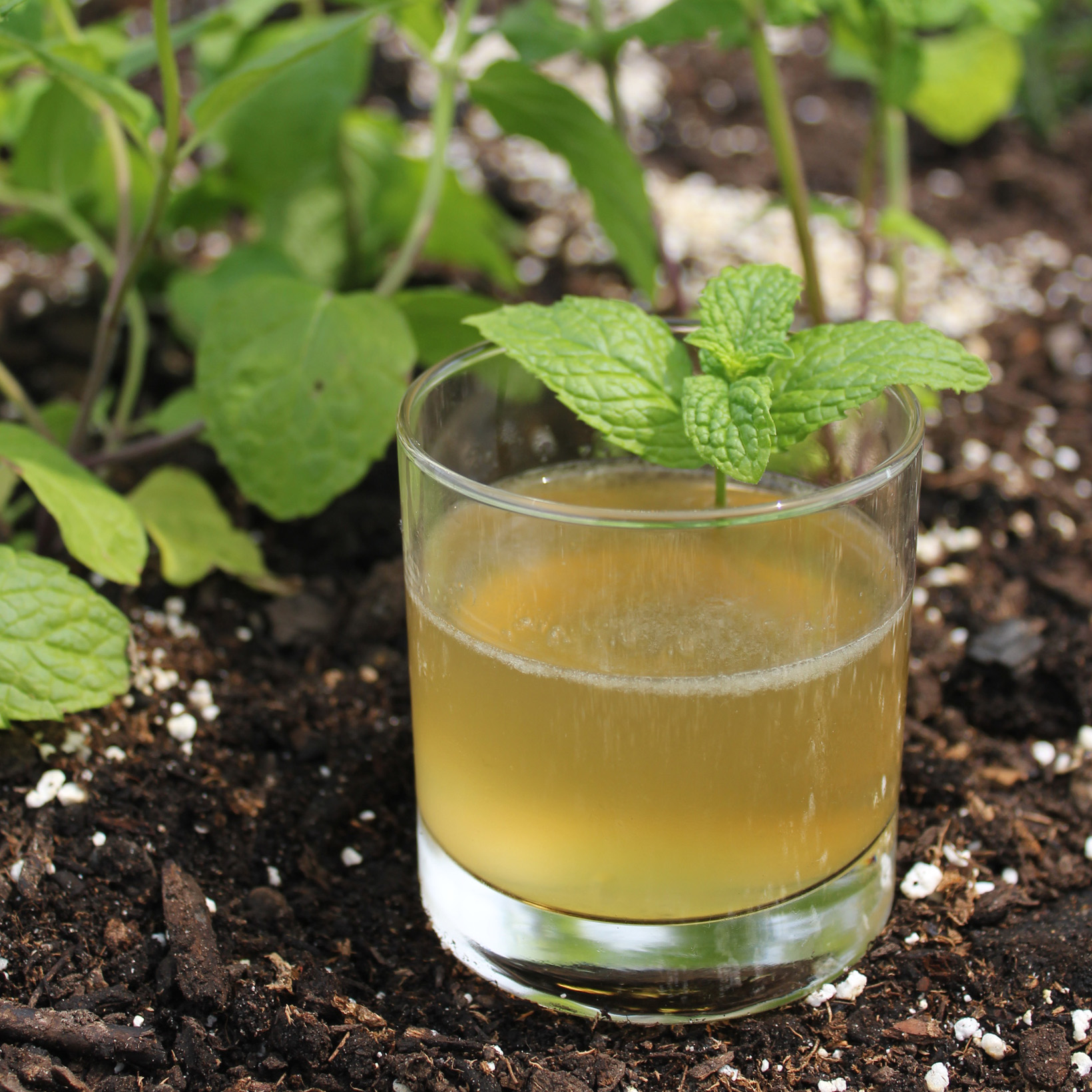 Peach Bourbon Cocktail garnished with mint sits in a garden bed