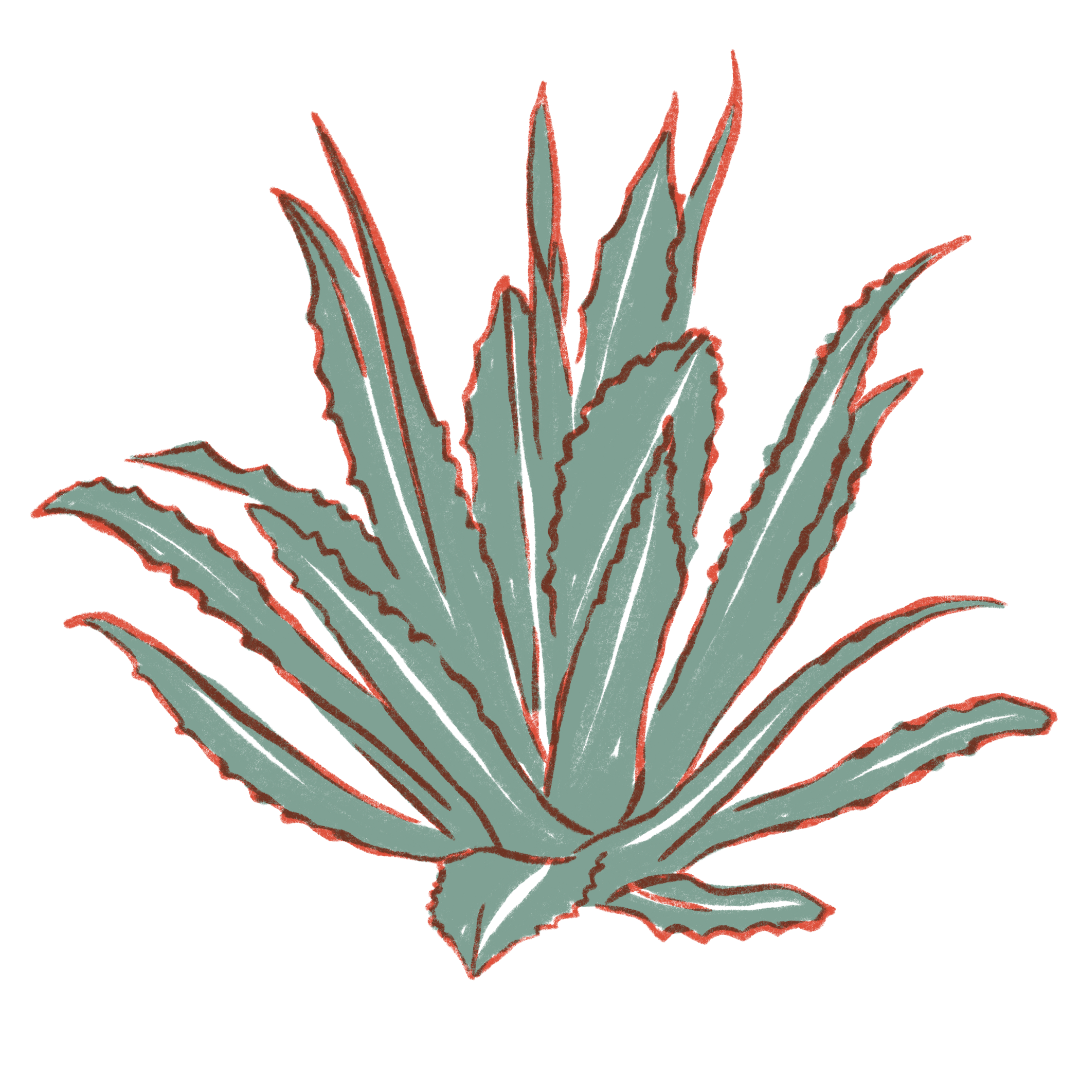 Green & red drawing of an agave plant