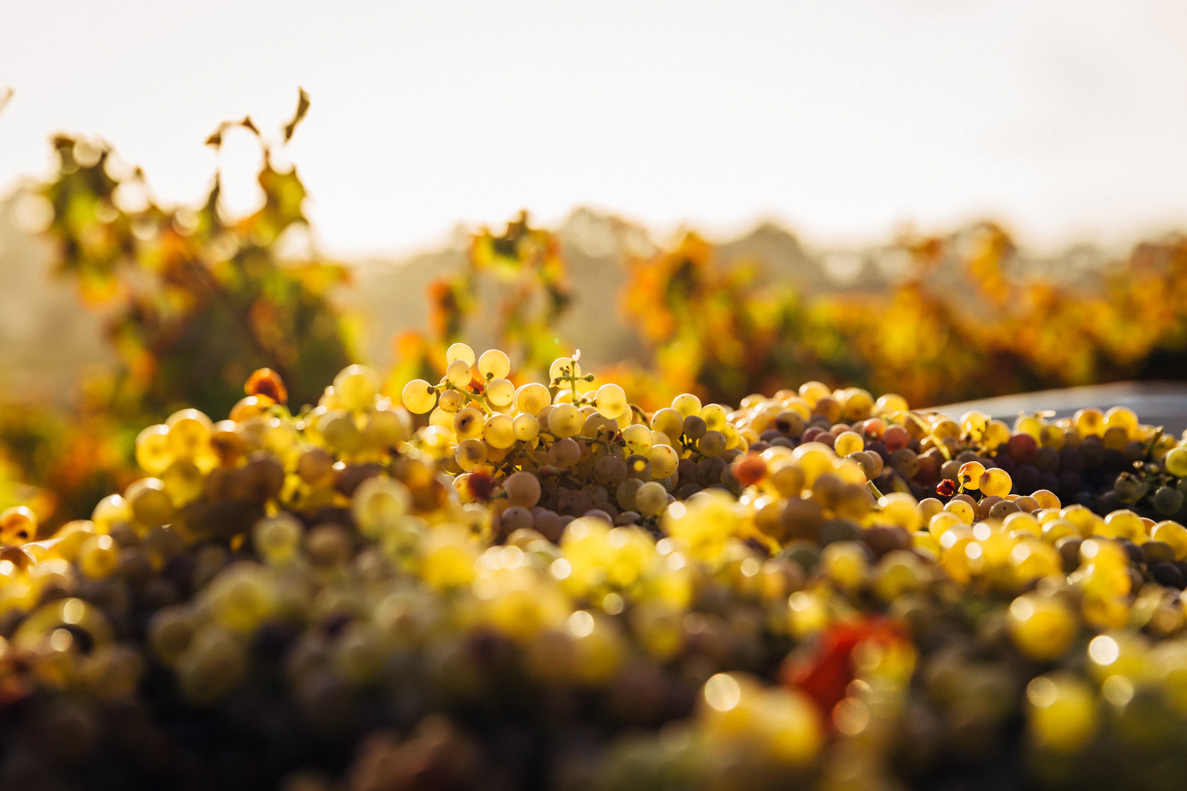 bunches of white grapes