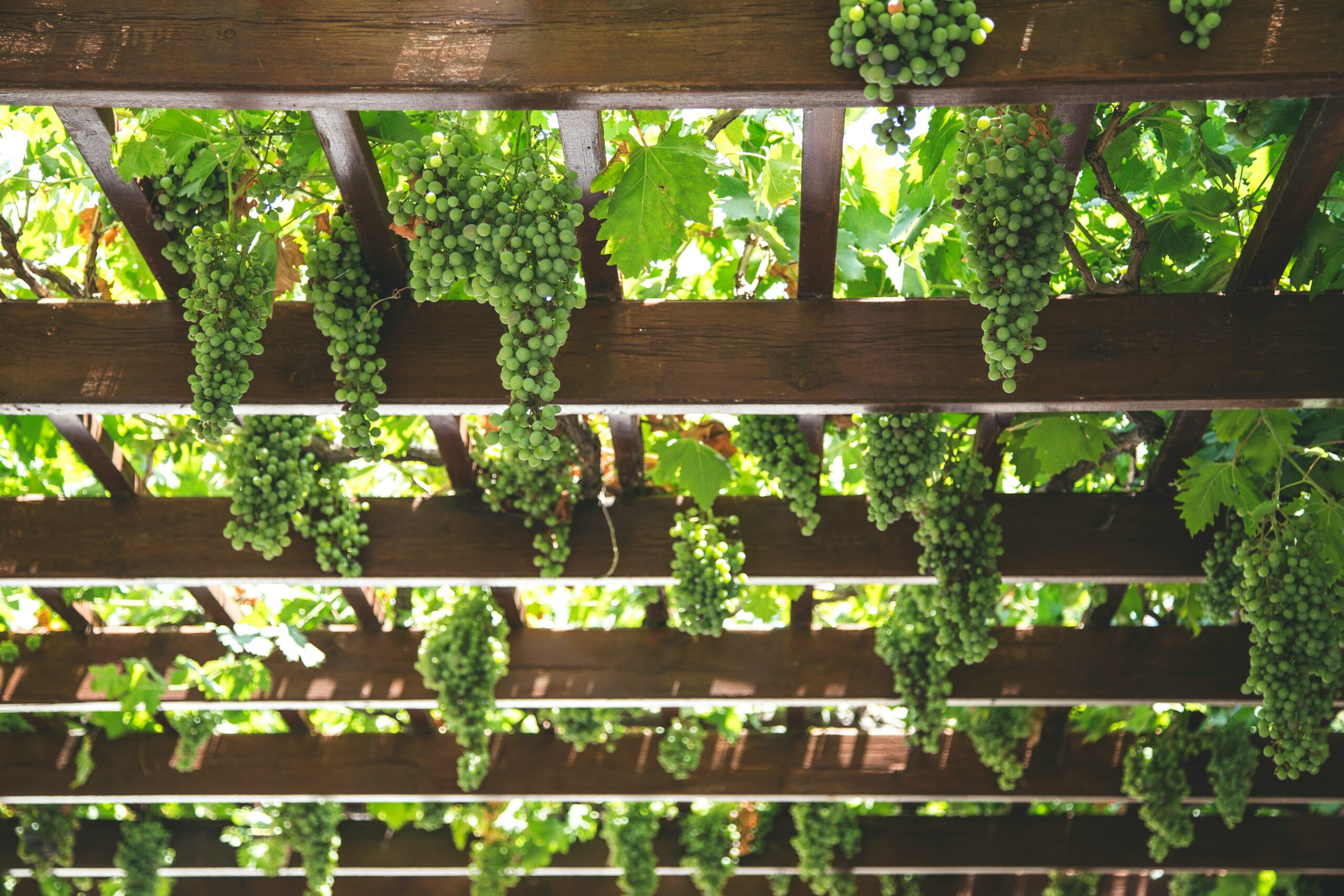 Grapes growing on raised trellis