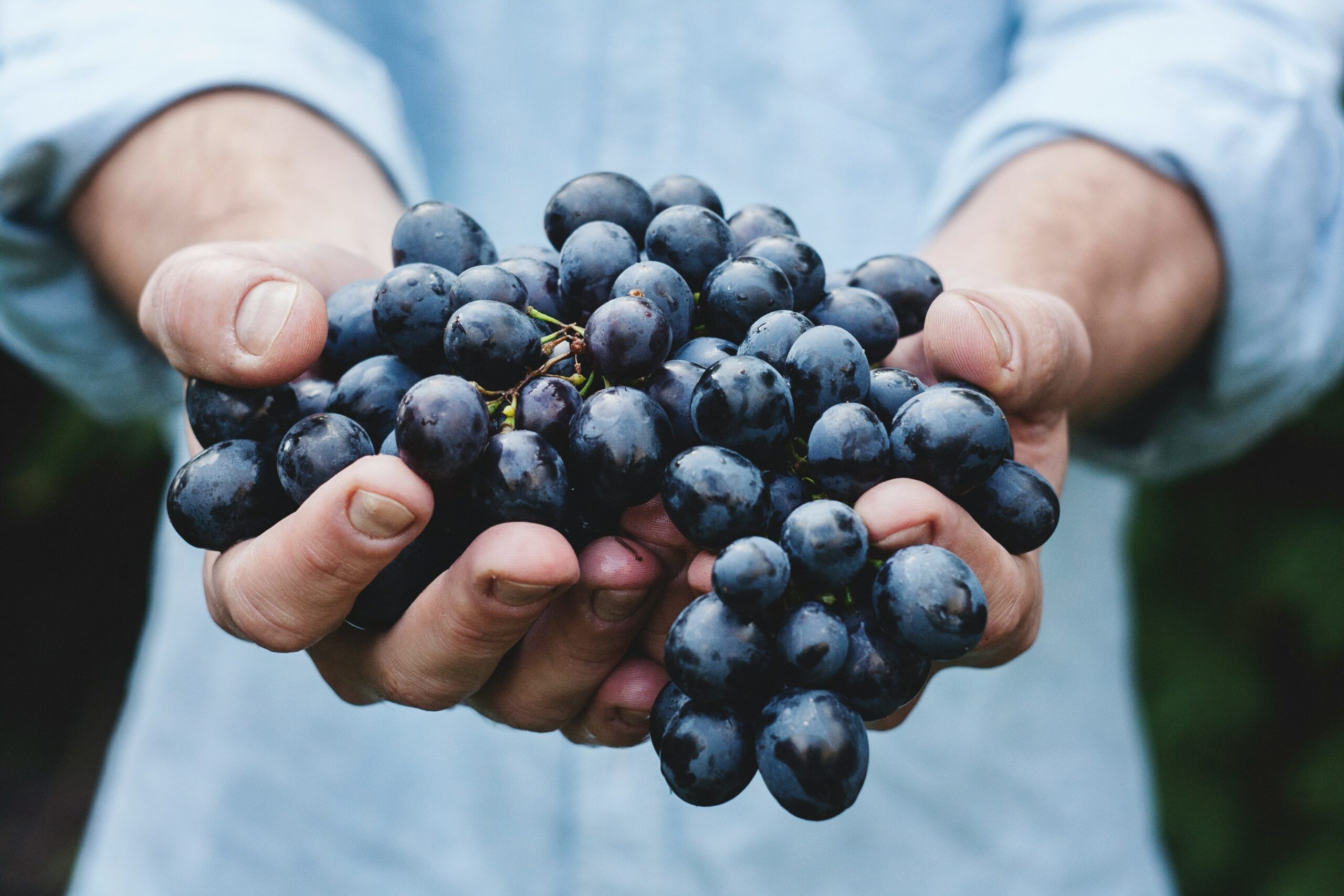 Hands holding a bundle of red grapes