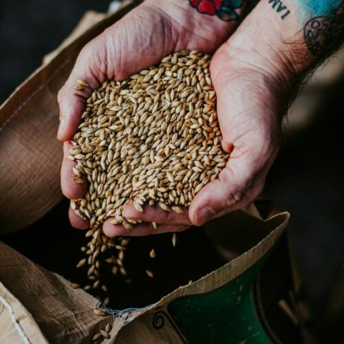 Malted Barley
