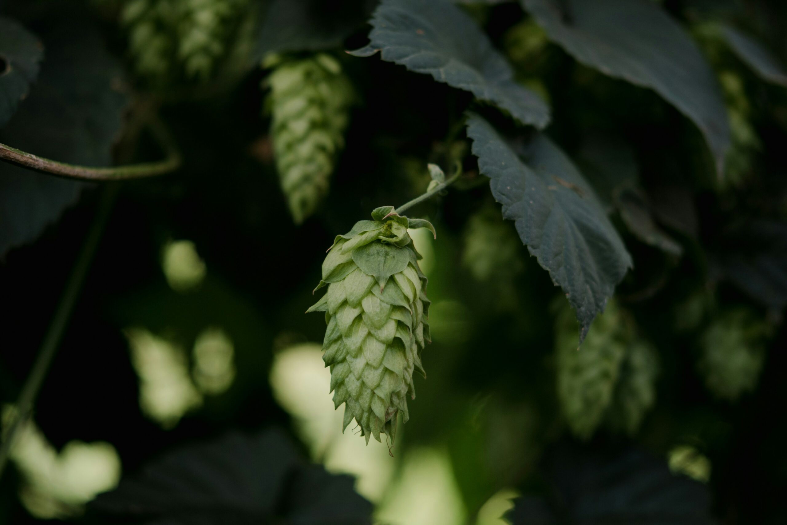 Hops