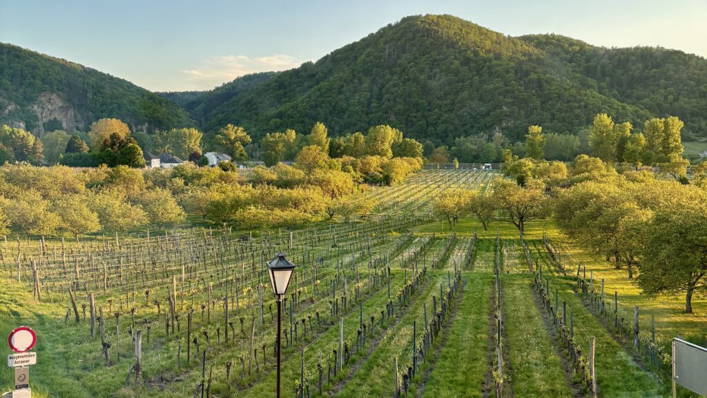 Domane Wachau Vineyard