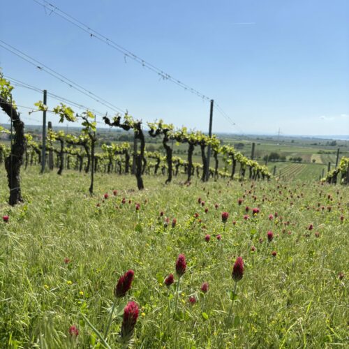 Austrian Vineyard