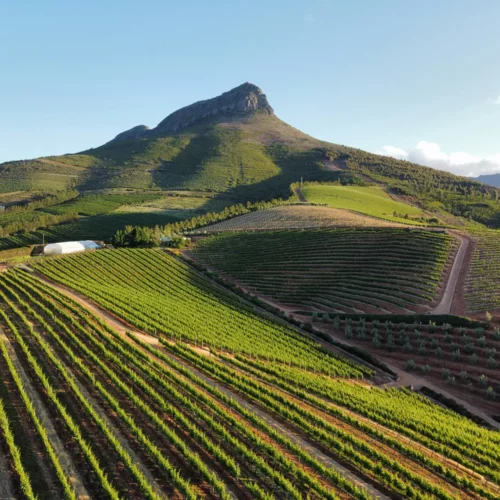 Vineyard in South Africa