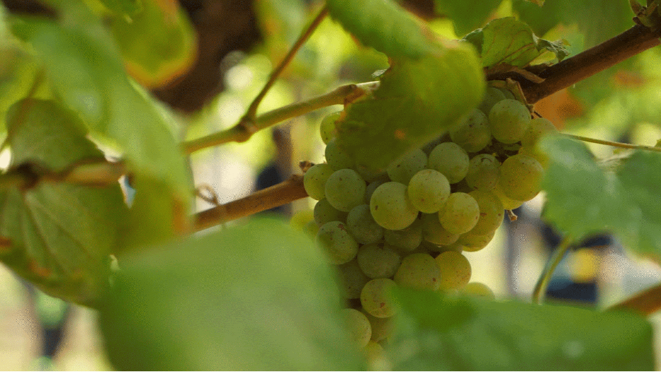 Albarino: A Mid-Summer Refresh