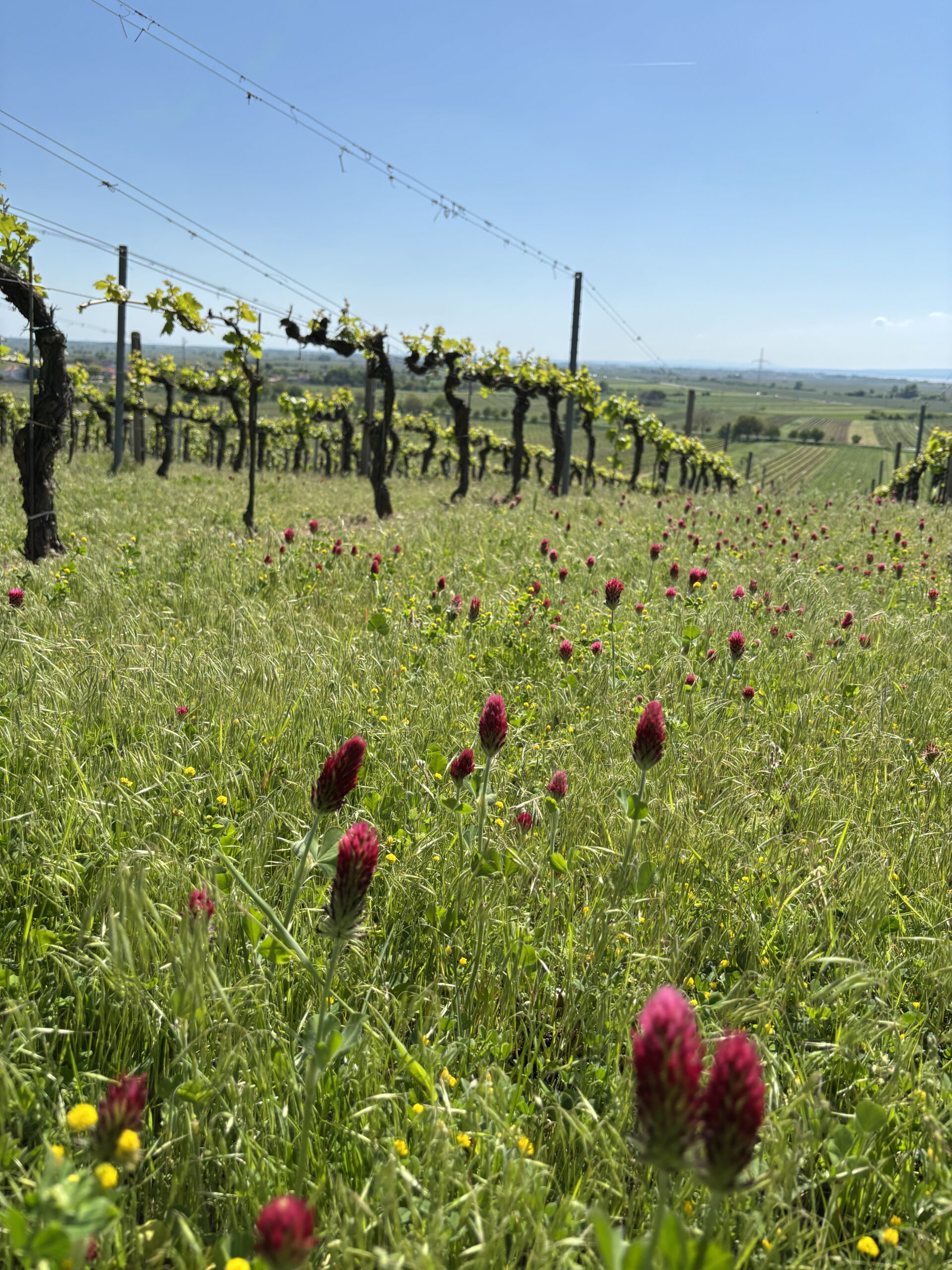 If You’re Into Farming and Fermentation, Wine Travel Might Just Be for You