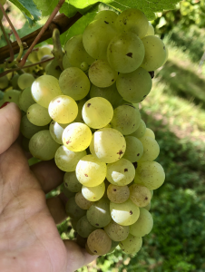 Wines for Spring