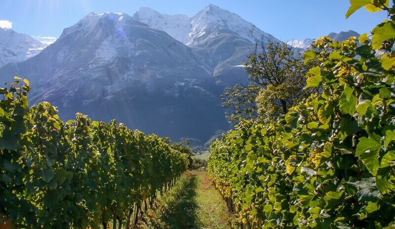 Petite Arvine: The Best Grape You’ve Probably Never Heard Of