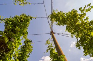 Hops: The Backbone of Beer