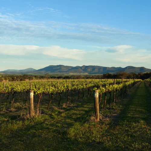 australia/new zealand vineyard