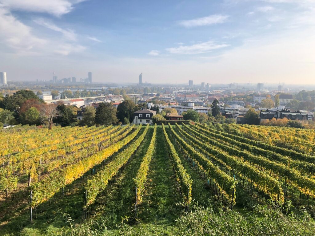 Springtime in a Bottle: The Wines of Austria