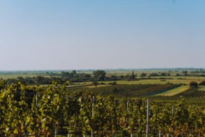 Drink When Chilled: Three Wines for Autumn Weather