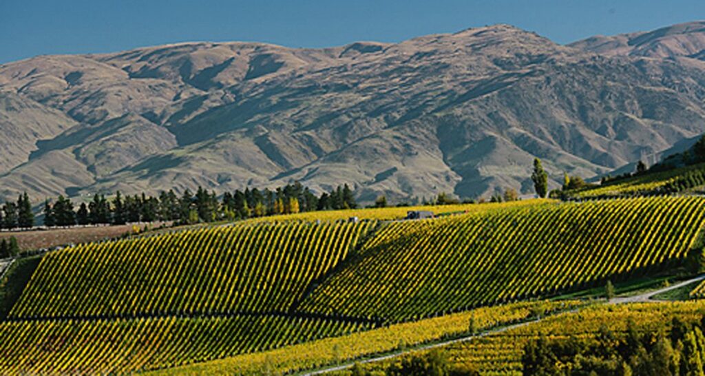 Island Wine: The Pinot Noirs of New Zealand
