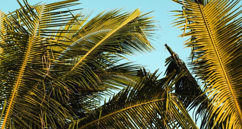 This Blog is About Rum