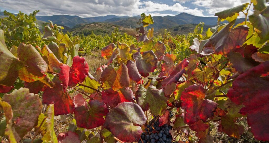 Back-tracking to El Bierzo