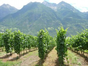Petite Arvine: The Best Grape You’ve Probably Never Heard Of