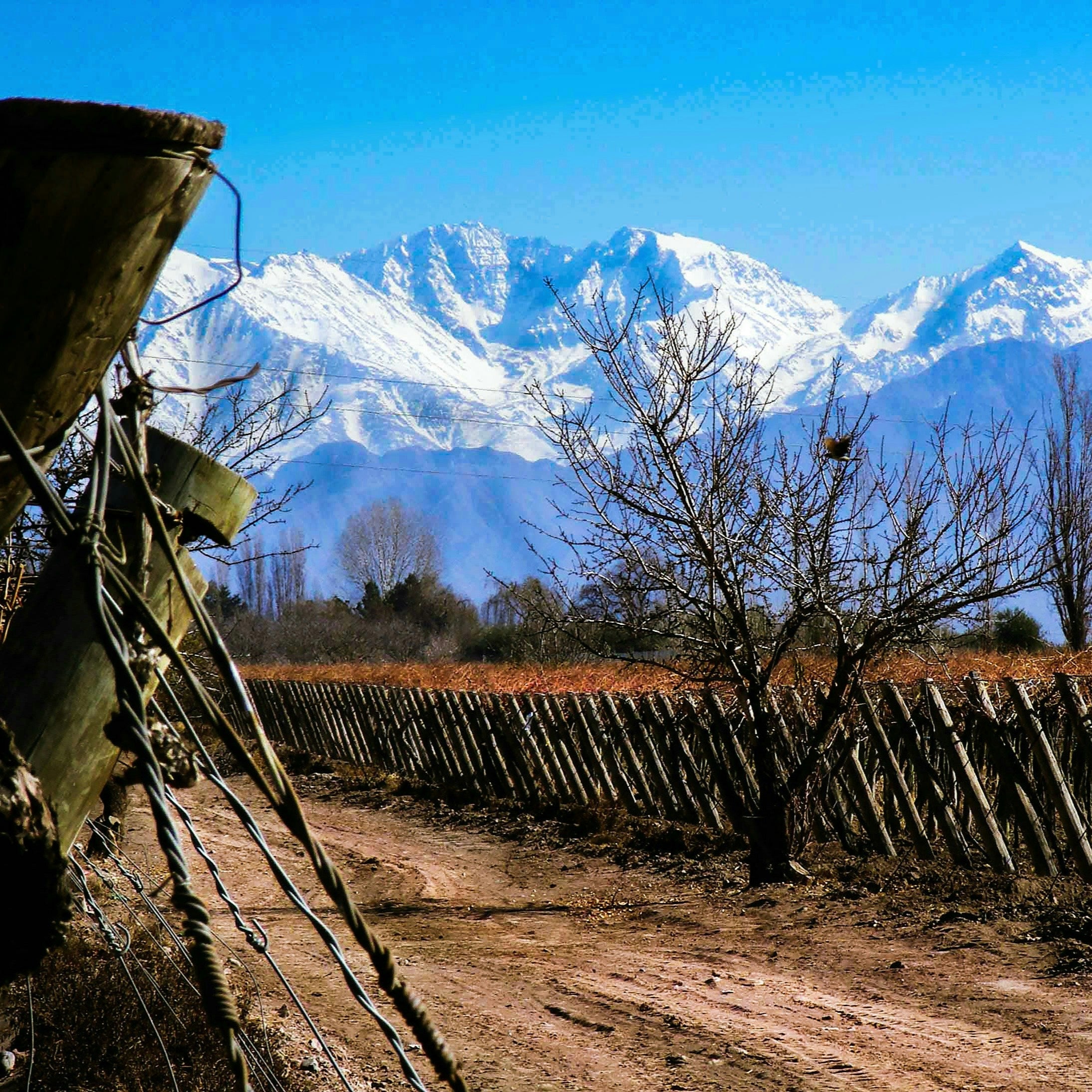Wines of the Global South Pt. 3: South America