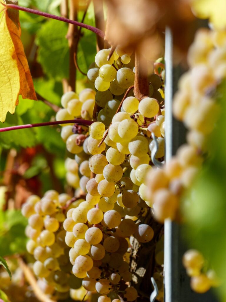Riesling