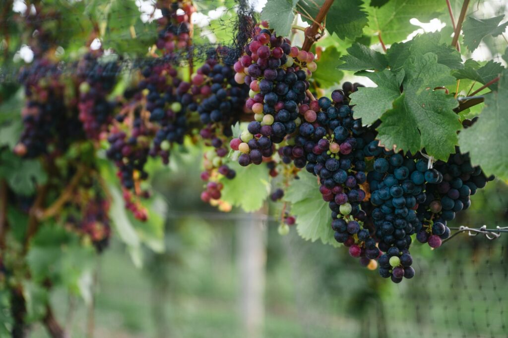 You’ve Just Got to Visit: The Finger Lakes of New York