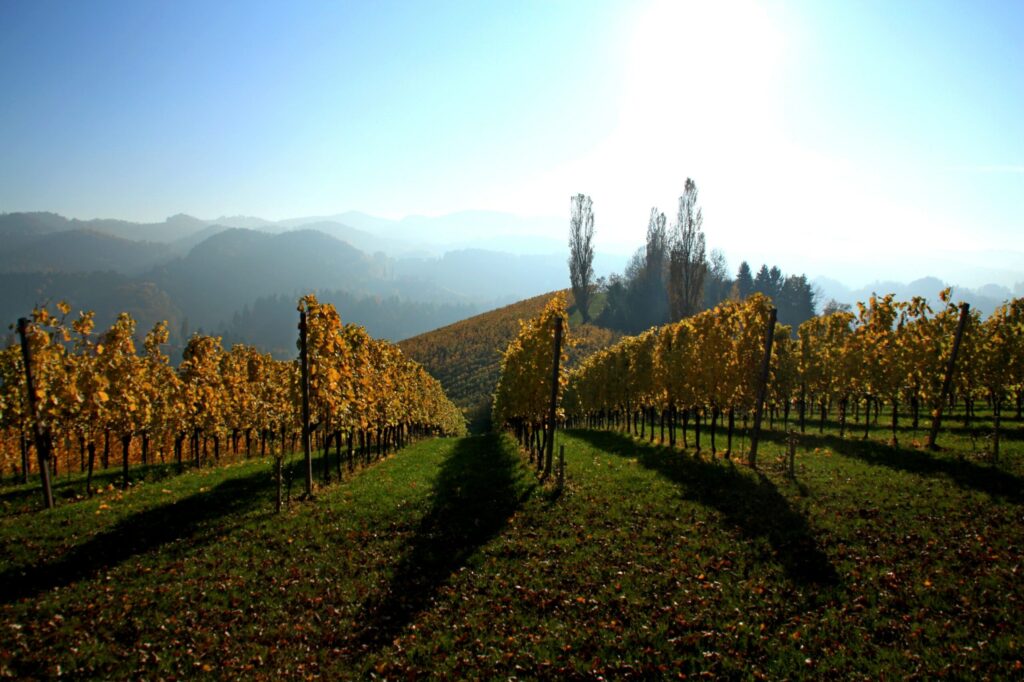The Red Wines of Austria