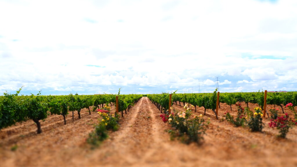 Ribera y Rueda: Spanish Wine Deep-Dives