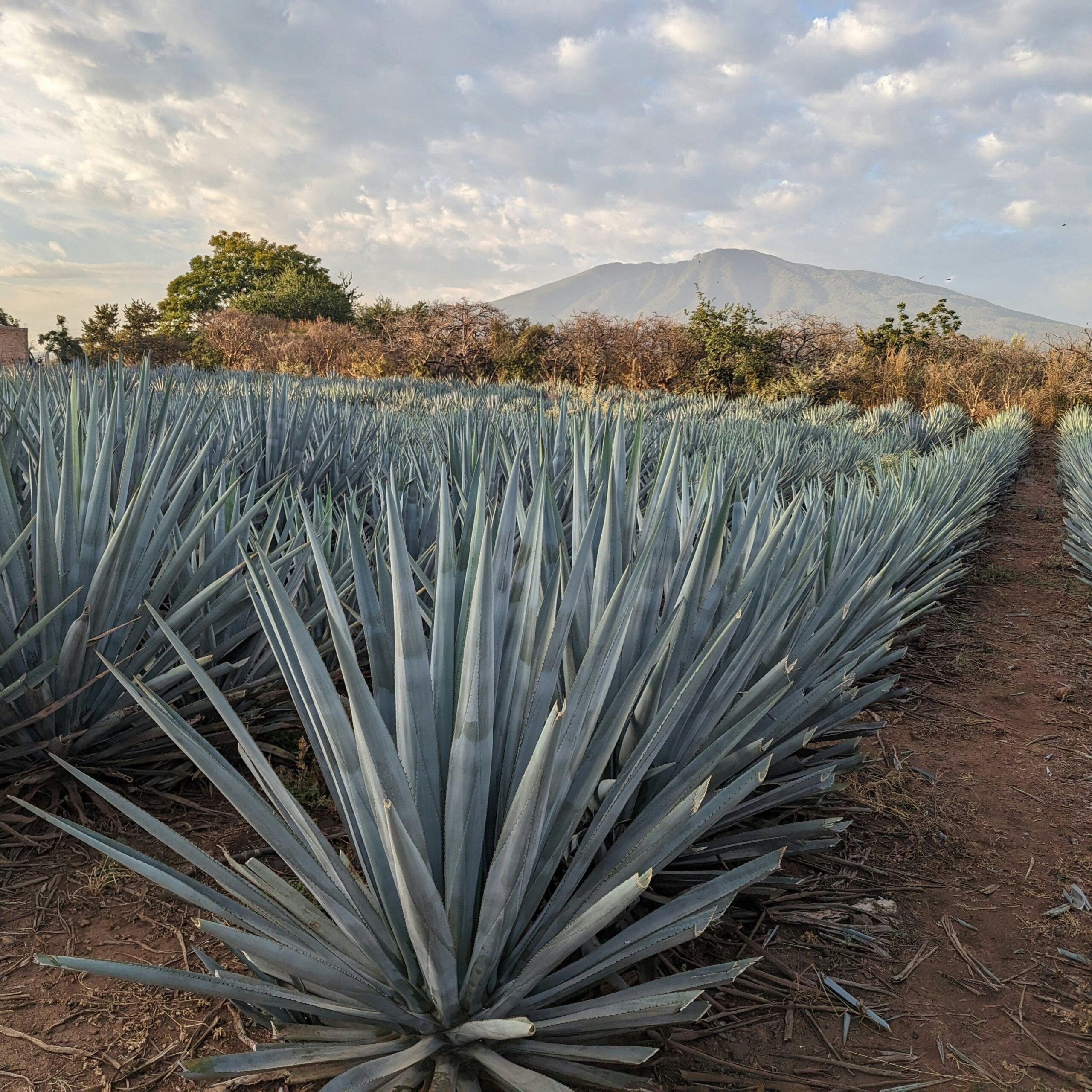 Tequila 102