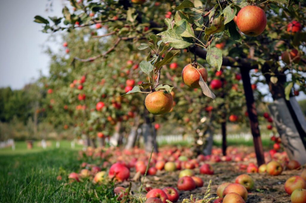 My Craft Cider Journey (or How I Learned to Stop Worrying About the Price and Embrace New Things)