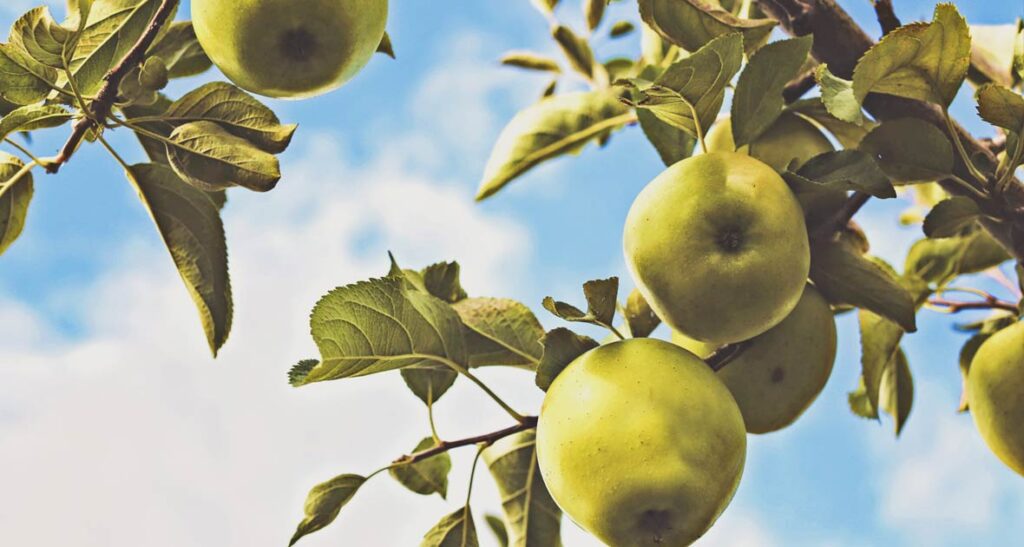 Cider Week!