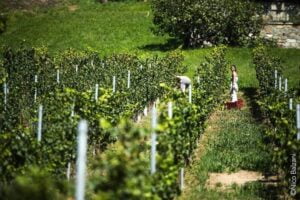 Petite Arvine: The Best Grape You’ve Probably Never Heard Of