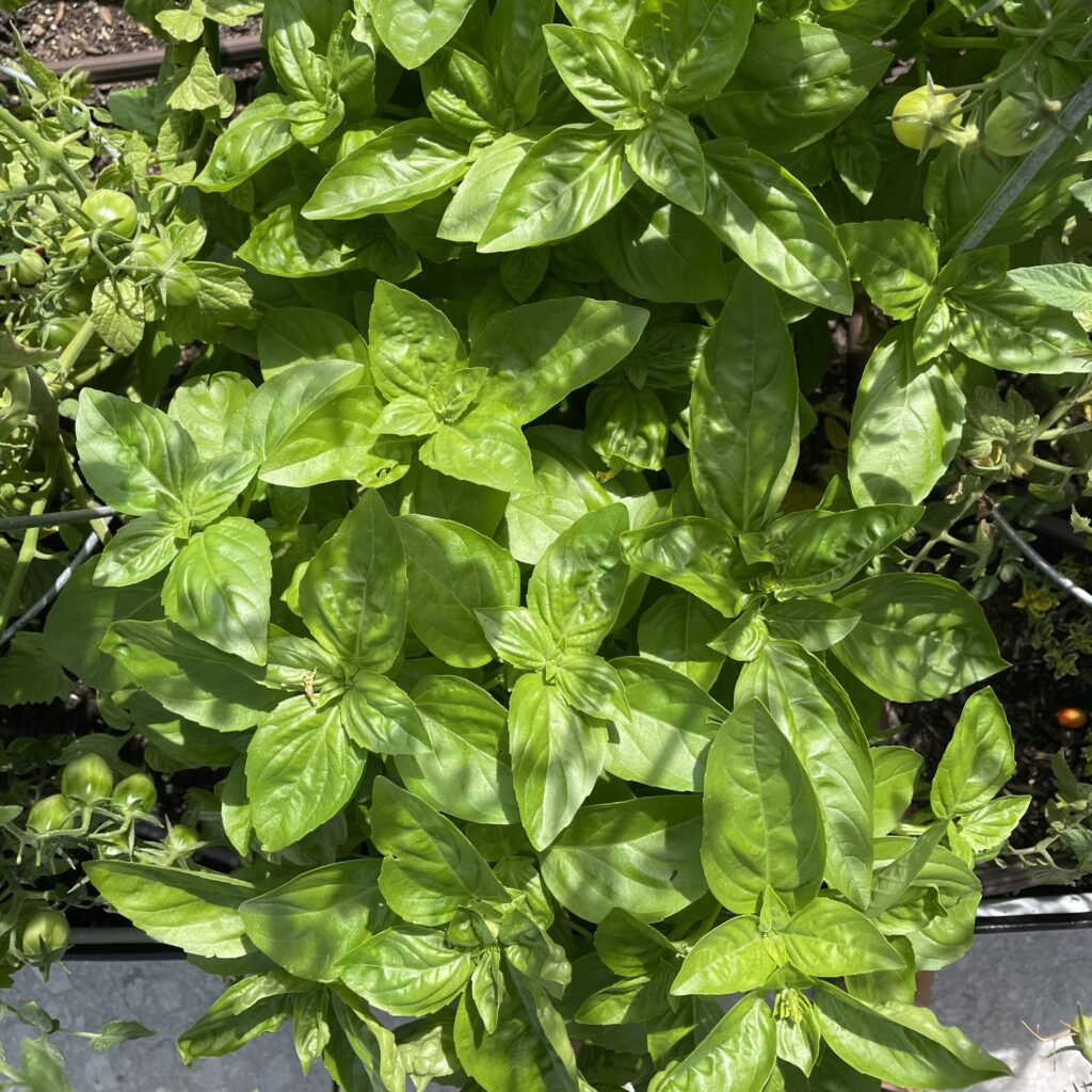 Strawberry Basil Smash!