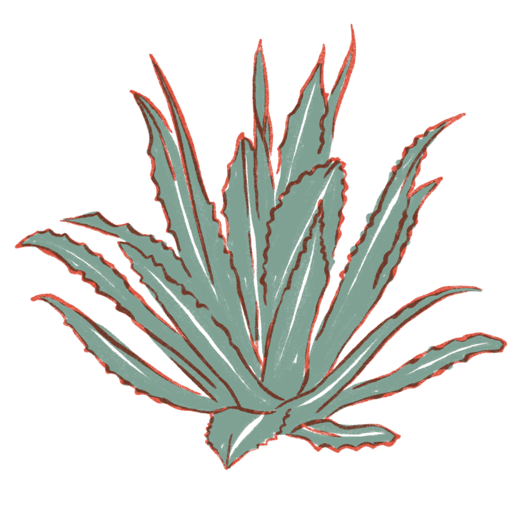 Agave