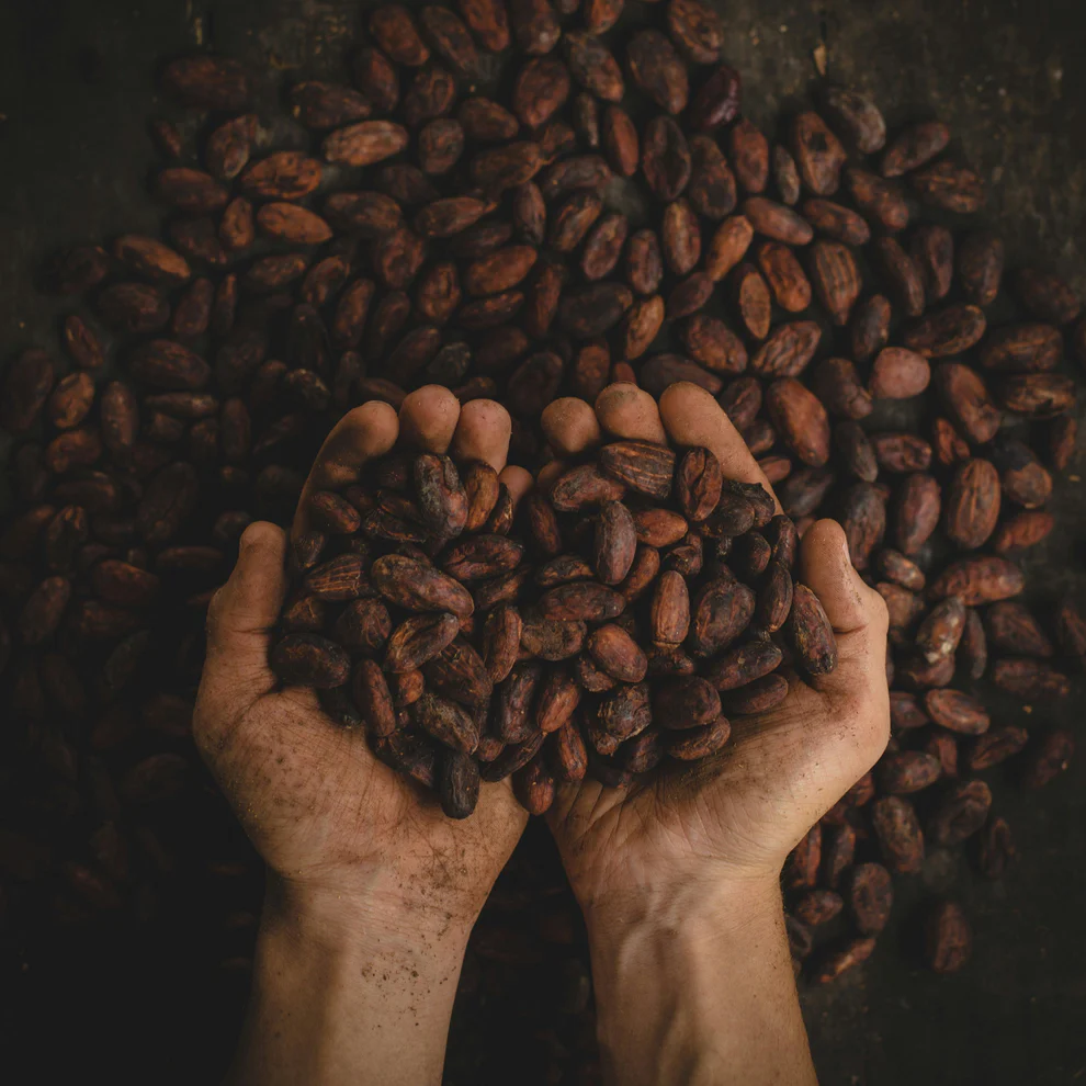Hands holding cocoa beans