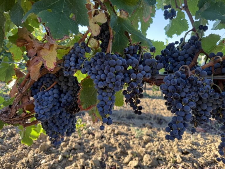 Clusters of red grapes on the vine
