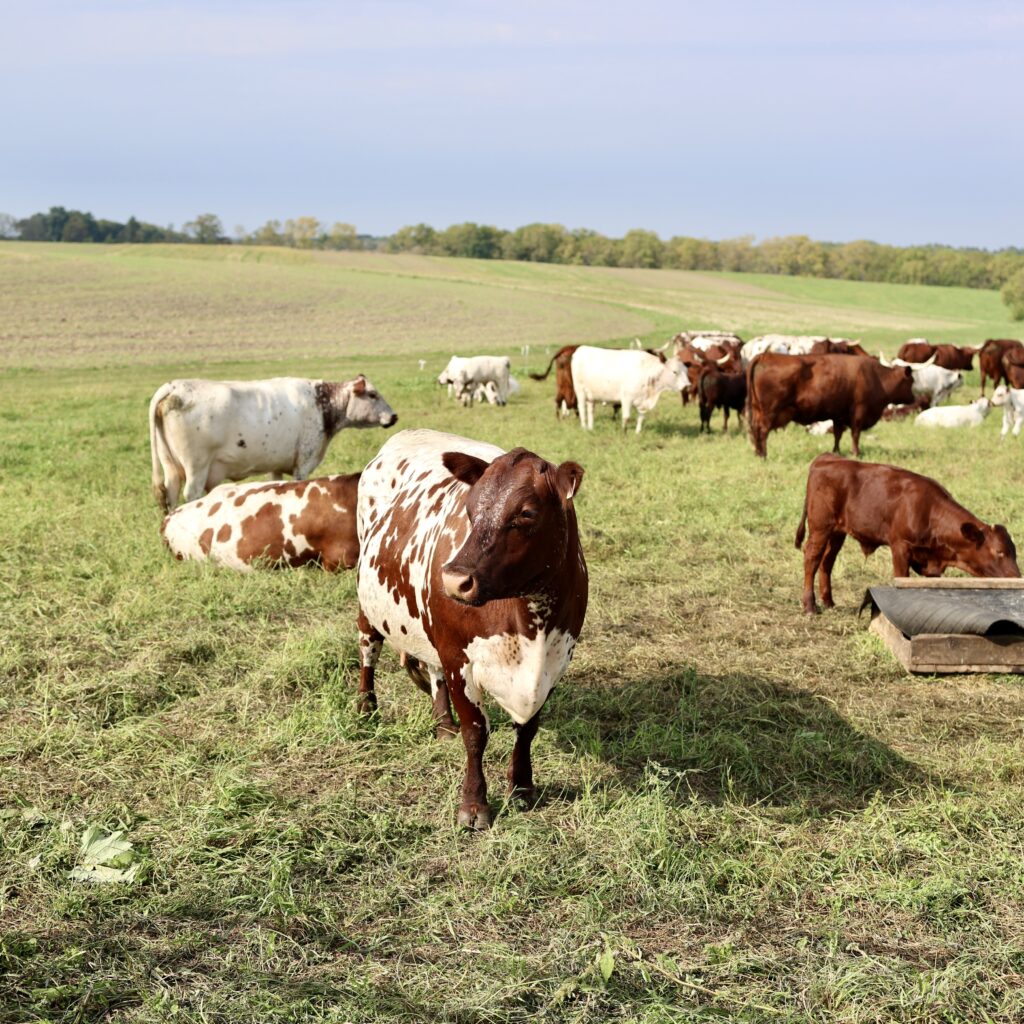 A Visit to Pork & Plants: Reflections from the St. Paul Meat Shop
