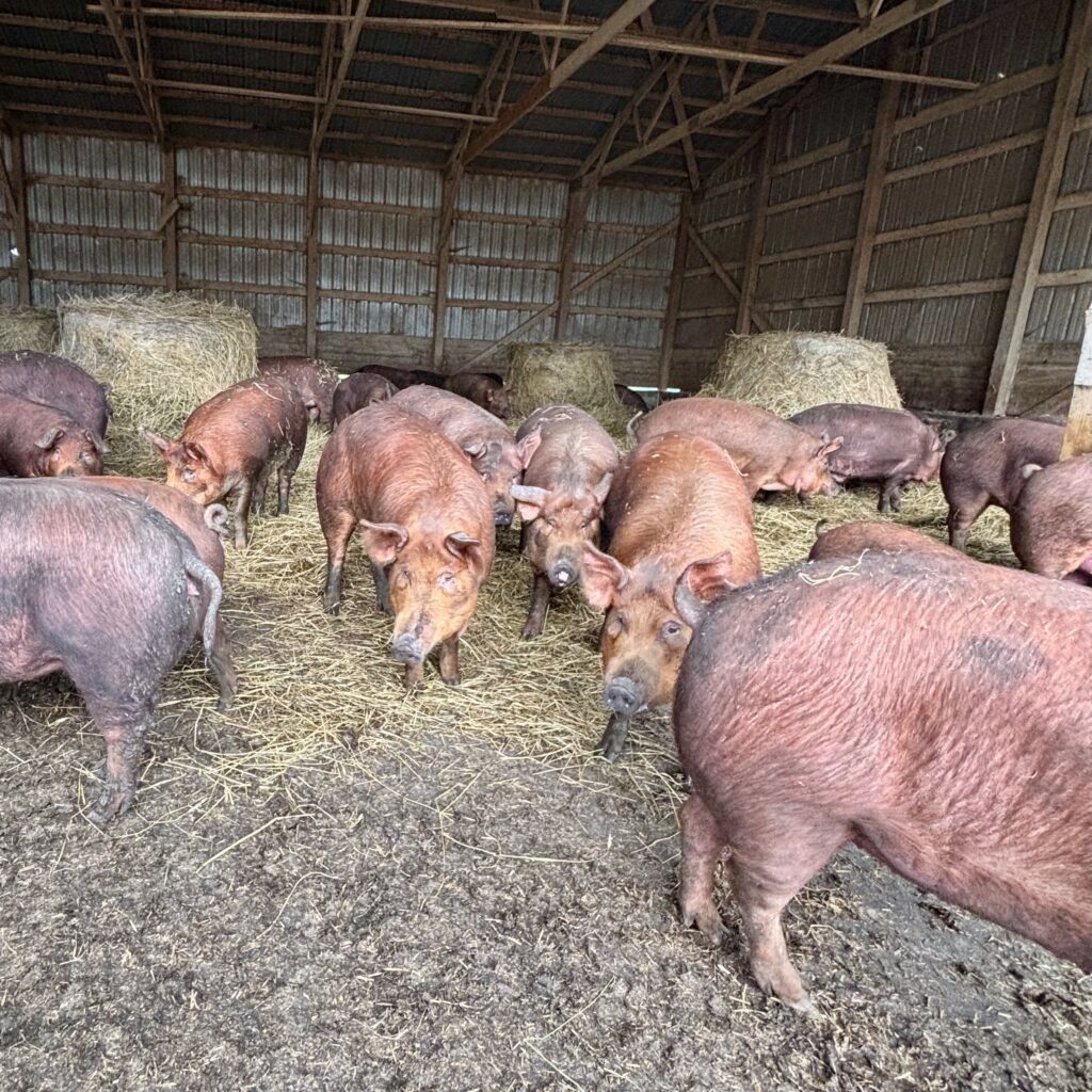 A Visit to Pork & Plants: Reflections from the St. Paul Meat Shop