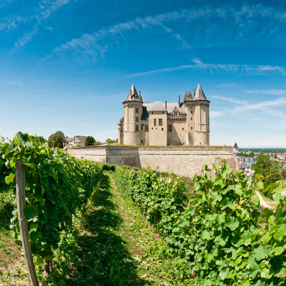 french vineyard