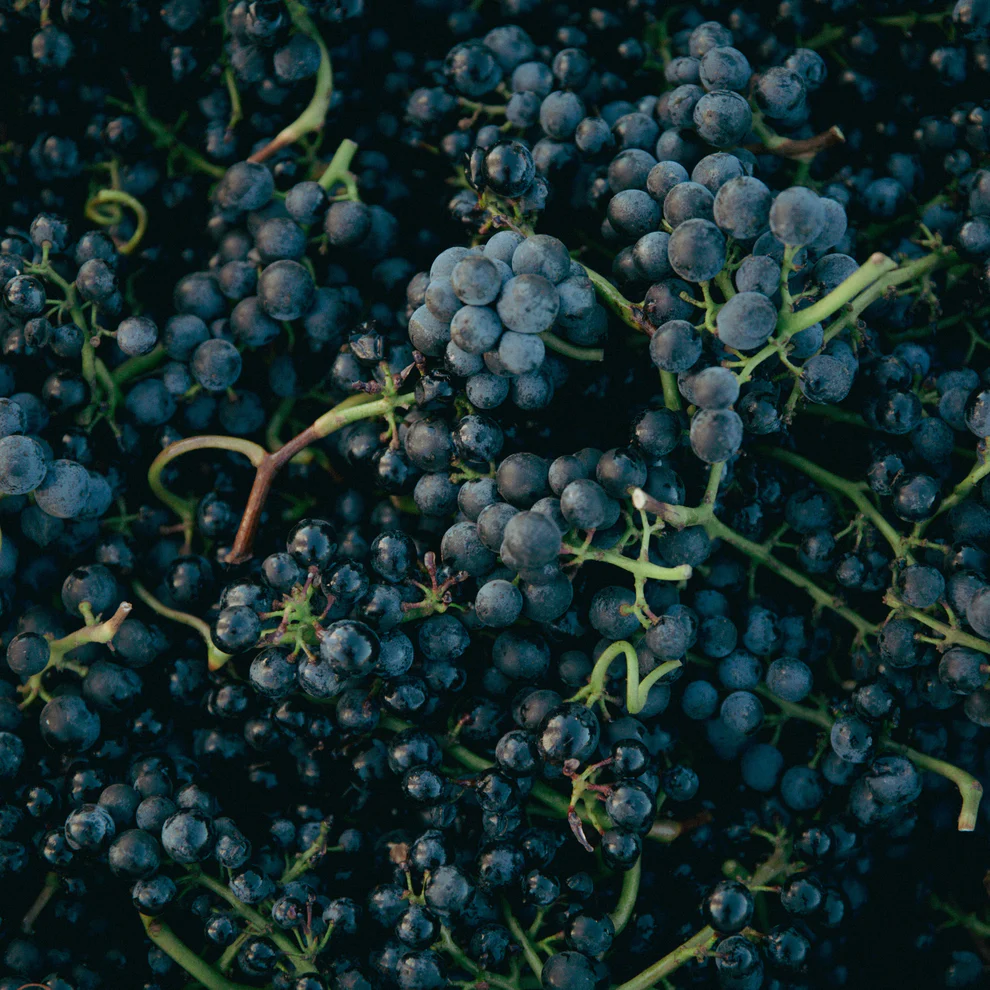 Bunches of black grapes