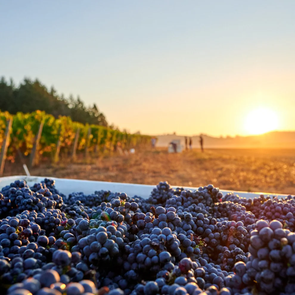 Red grapes in a bin at a vineyard at sunset
