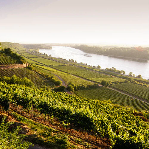 Vineyard with water in the distance