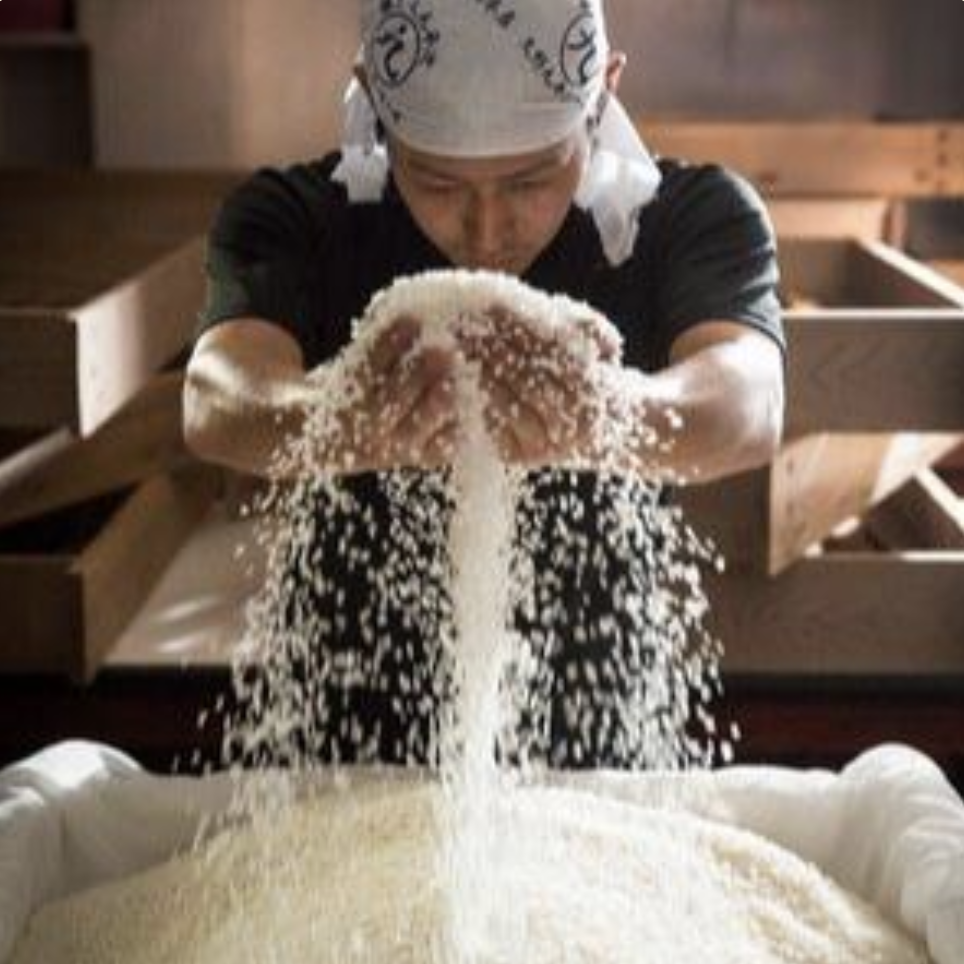 Person holding a handful of rice for brewing sake