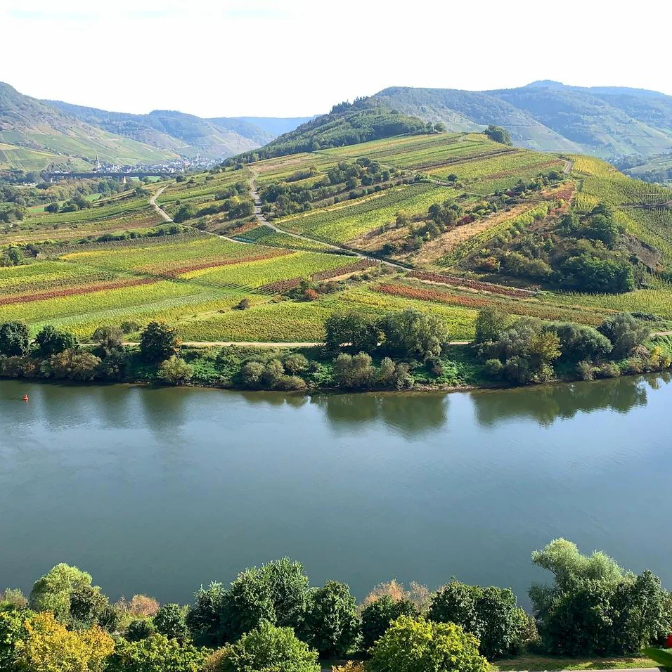 view over the danube of a German vineyard