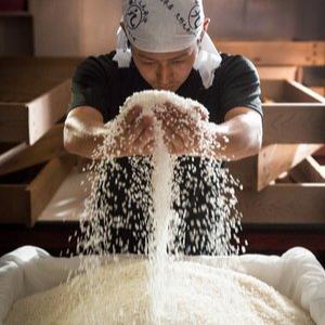 Person holding a handful of rice for brewing sake