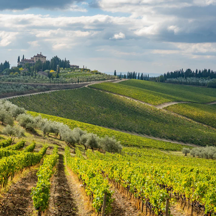 Tuscan vineyards, green rolling hills