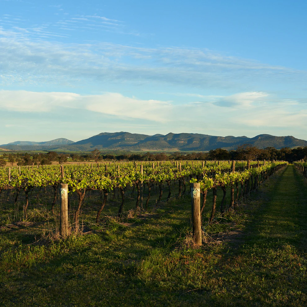 Australian vineyard