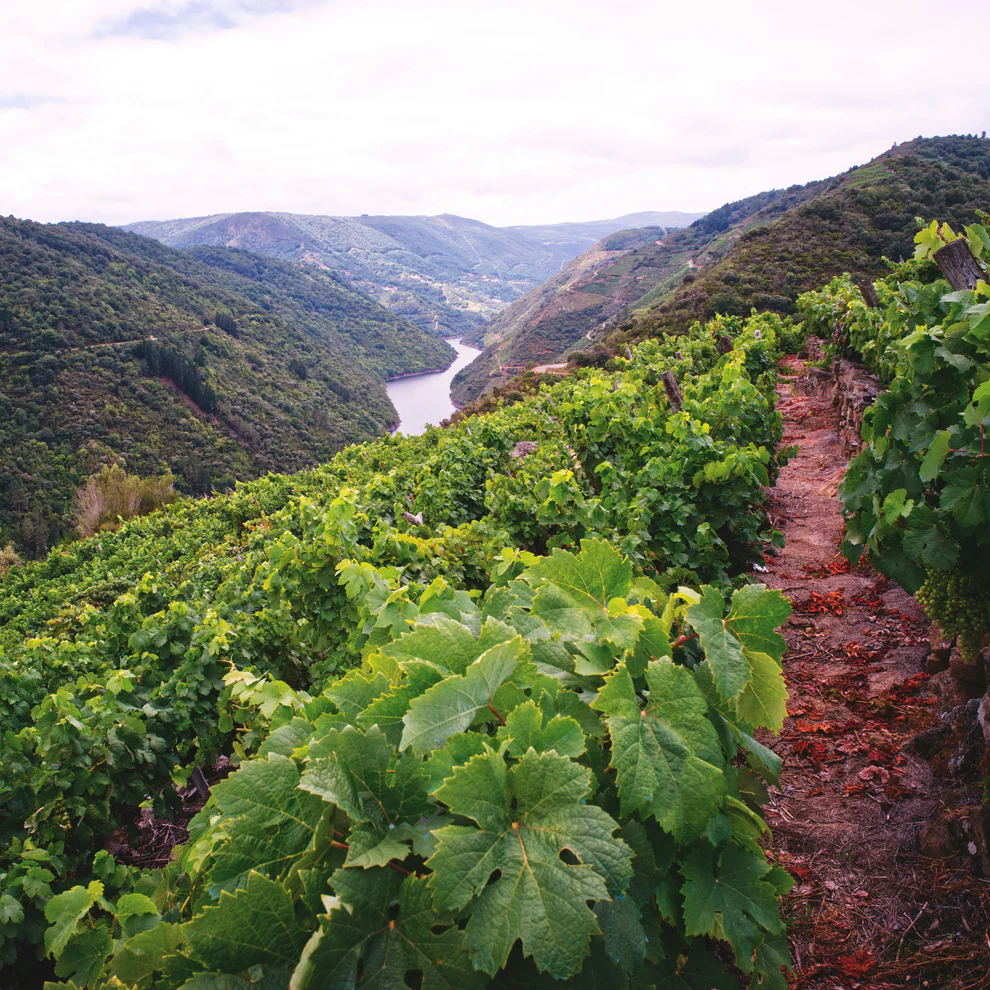 Vineyard on a slope along a river in Eastern Spain