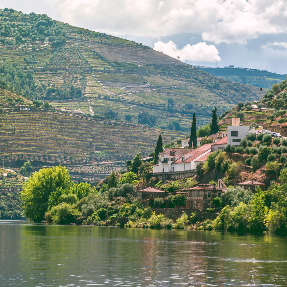 Vineyard on a river in Portugal