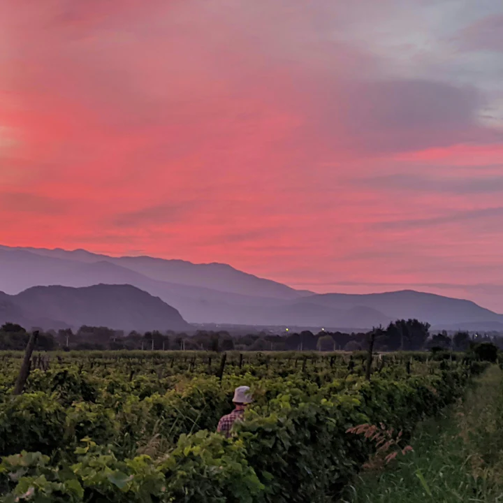 Sunset over a vineyard